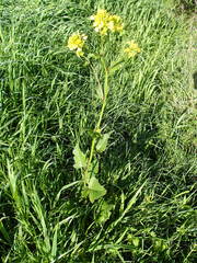 Rhamphospermum arvense