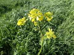 Rhamphospermum arvense