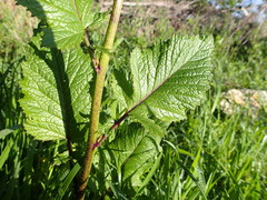 Rhamphospermum arvense