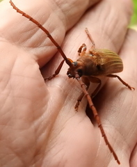 Delocheilus prionoides