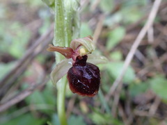 Ophrys sphegodes passionis