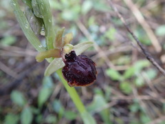 Ophrys sphegodes passionis