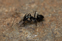 Leptomyrmex burwelli