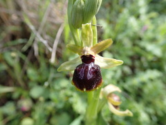 Ophrys sphegodes passionis