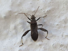 Heegeria tangirica