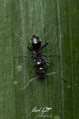 Teratomyrmex greavesi