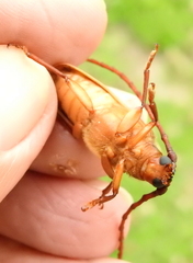 Delocheilus prionoides