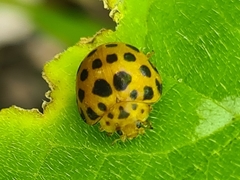 Henosepilachna sumbana