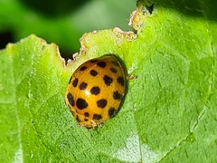 Henosepilachna sumbana