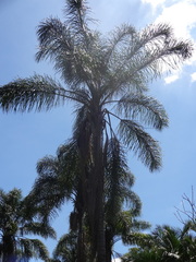 Cocoseae