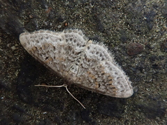 Hydrelia nisaria