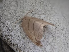 Pseudalbara parvula