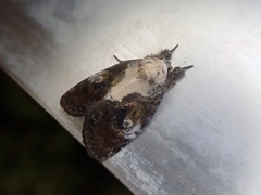 Negritothripa hampsoni