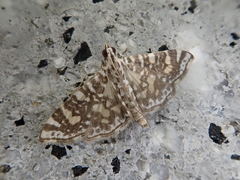 Glyphodes onychinalis