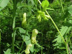 Aconitum umbrosum