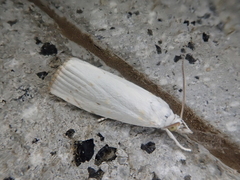 Calamotropha paludella