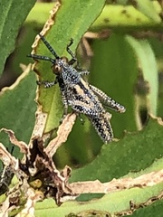 Monistria pustulifera