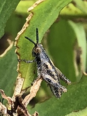 Monistria pustulifera