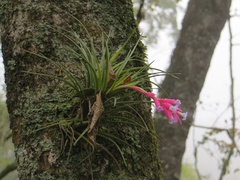 Tillandsia tenuifolia