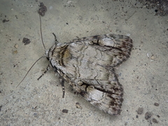 Anacronicta nitida