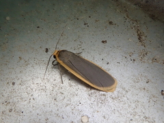 Eilema nankingica