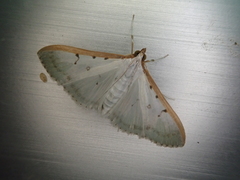 Palpita nigropunctalis