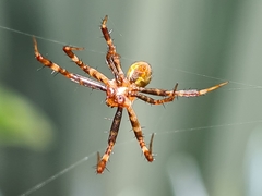 Argiope keyserlingi