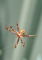 Argiope keyserlingi