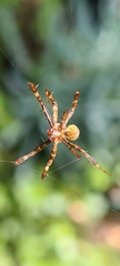Argiope keyserlingi