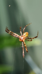 Argiope keyserlingi
