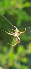 Argiope keyserlingi