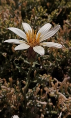 Mutisia sinuata