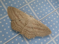 Scopula hanna