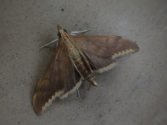 Circobotys nycterina