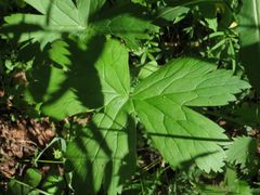 Aconitum umbrosum
