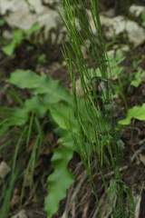 Arabis sagittata