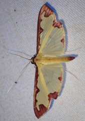 Cadarena pudoraria