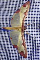 Cadarena pudoraria