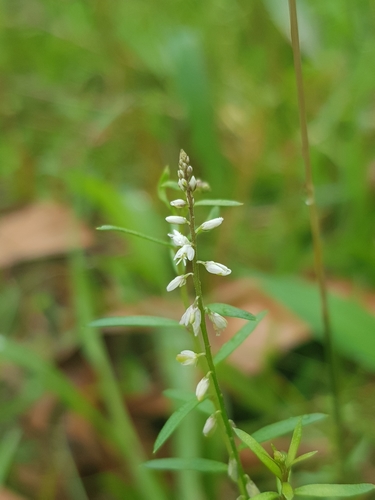 Polygala paniculata iNat (3)
