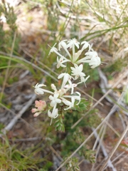 Pimelea axiflora alpina