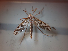 Mischoderus forcipatus