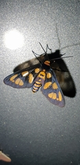 Amata trigonophora