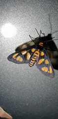 Amata trigonophora