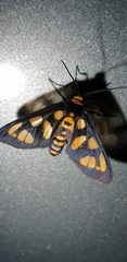 Amata trigonophora