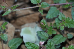 Boerhavia dominii