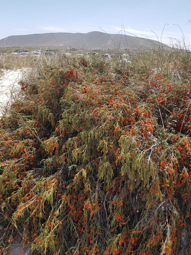 Passerina ericoides, Blaauwberg Nature Reserve, Cape Town, South Africa, by petrabroddle