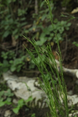 Arabis sagittata