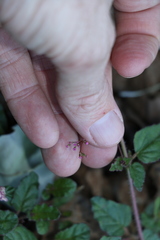 Boerhavia dominii