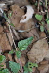 Boerhavia dominii