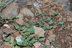 Boerhavia dominii